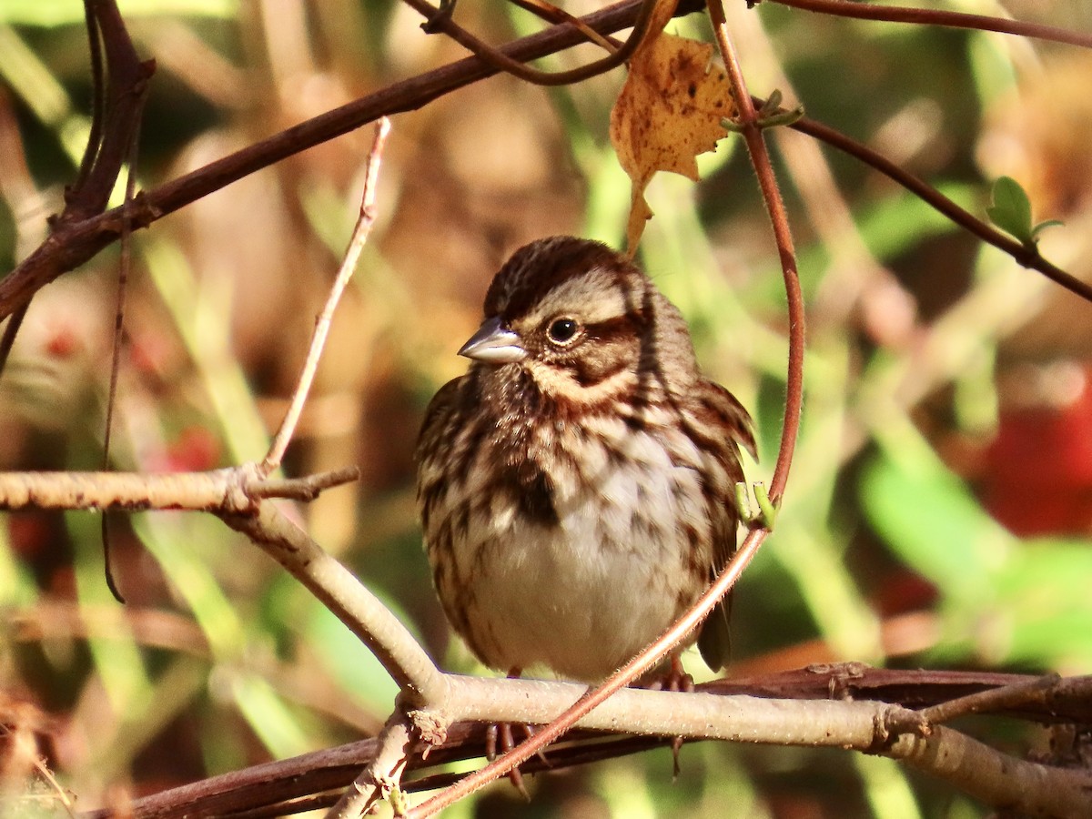 Song Sparrow - ML644088320