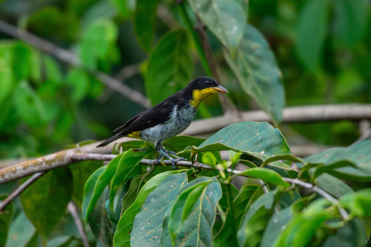 Yellow-backed Tanager - ML644088323