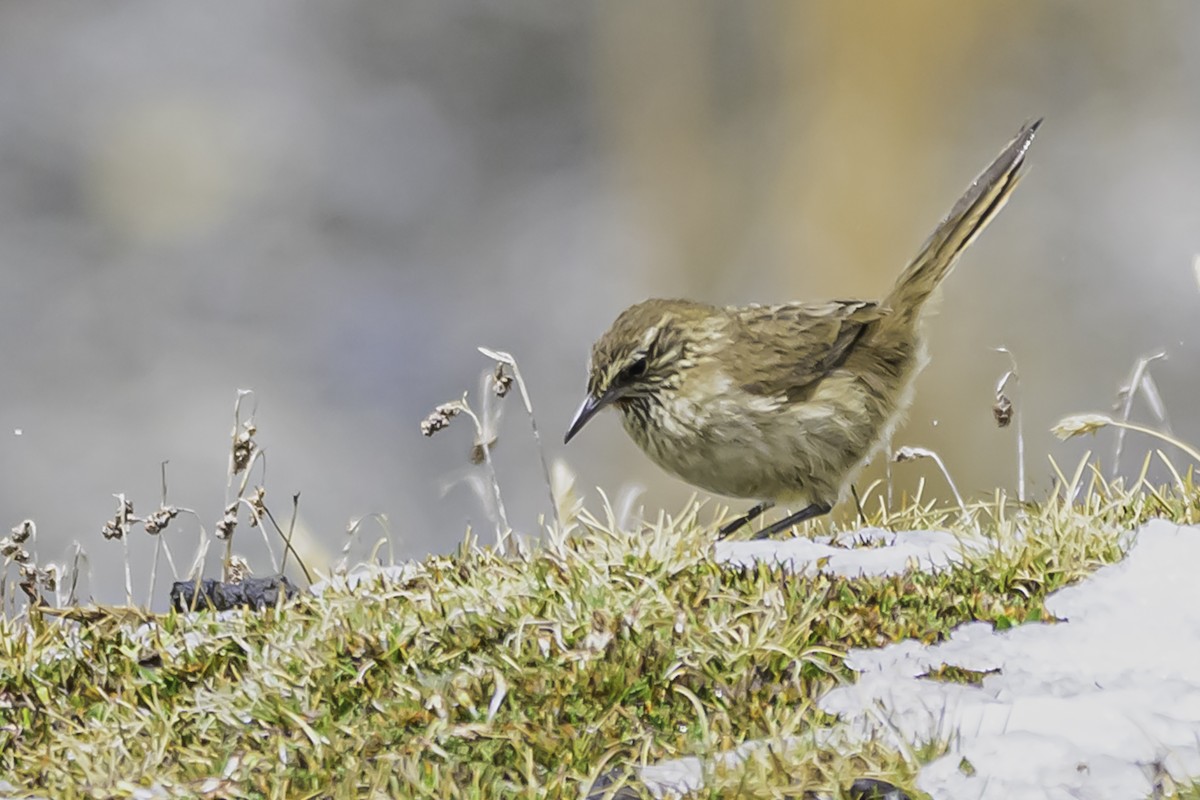 Streak-throated Canastero - ML644088324