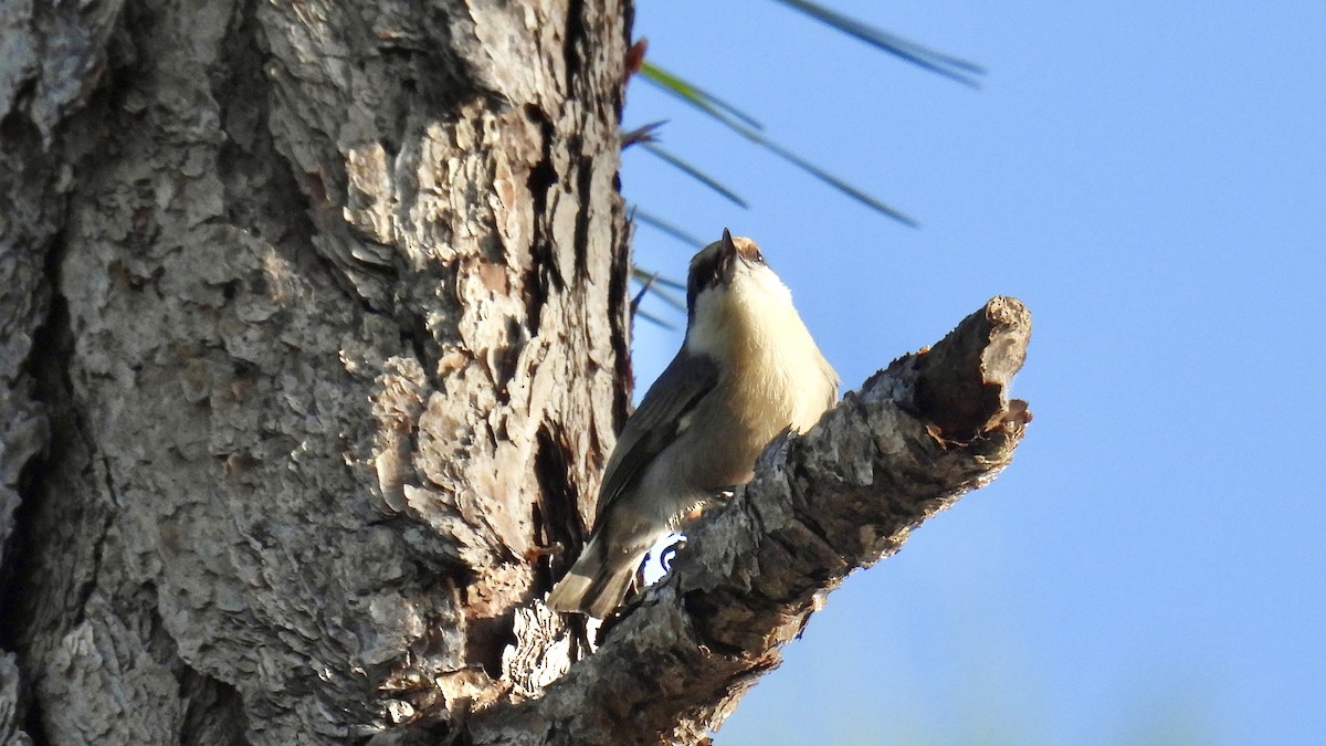 Brown-headed Nuthatch - ML644088325