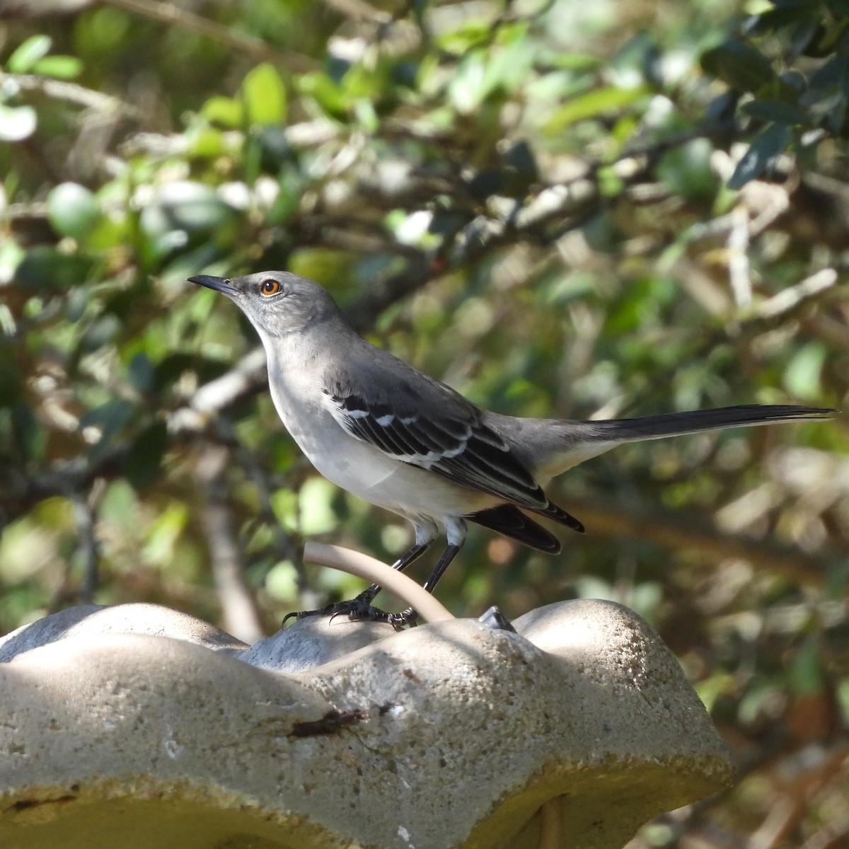 sangspottefugl - ML644088328