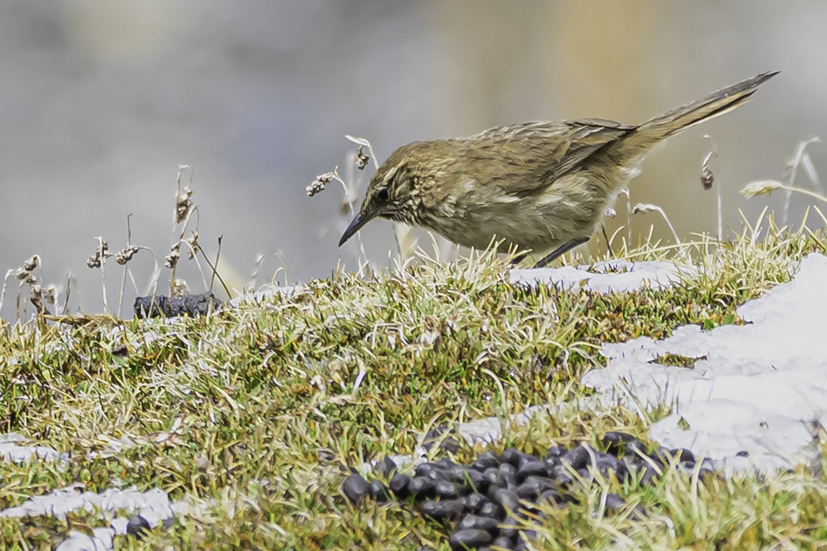 Streak-throated Canastero - ML644088329