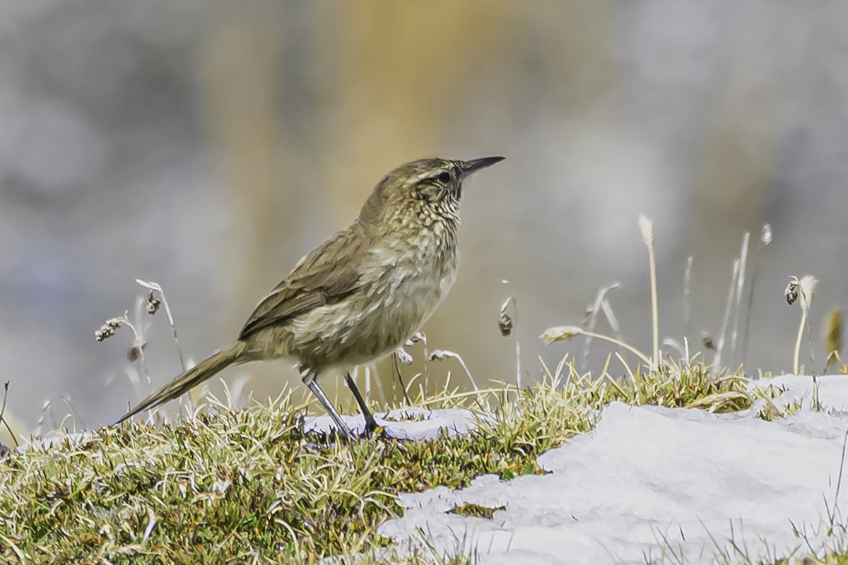 Streak-throated Canastero - ML644088330