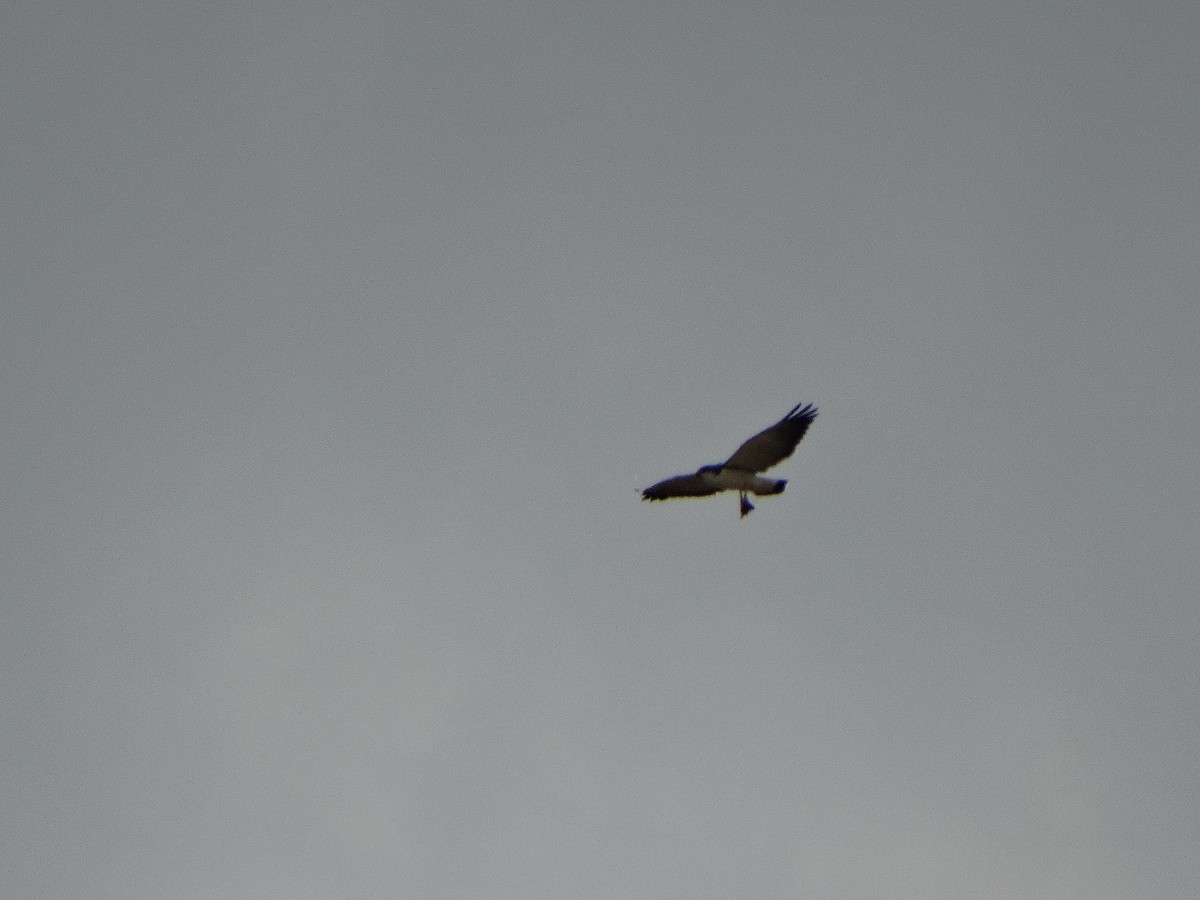Variable Hawk - ML644088331