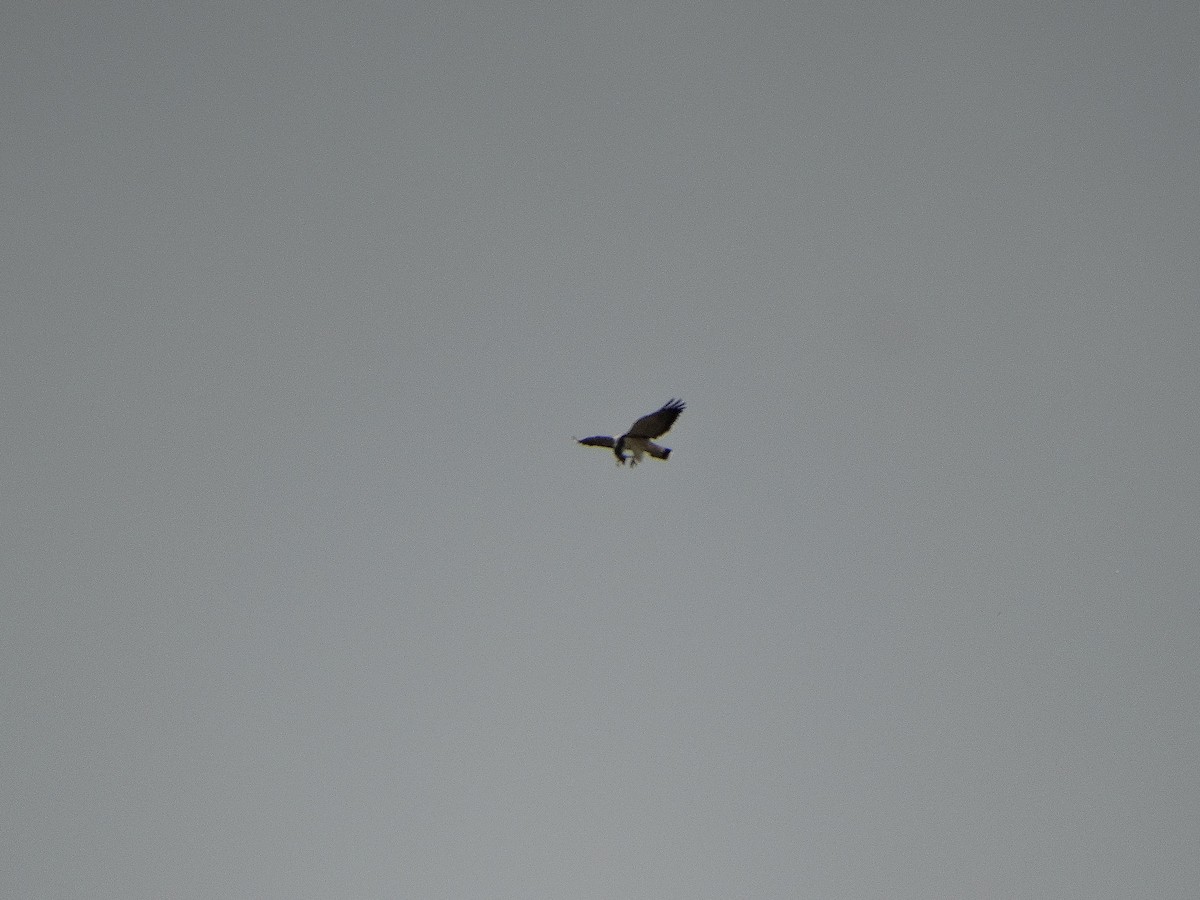 Variable Hawk - ML644088332