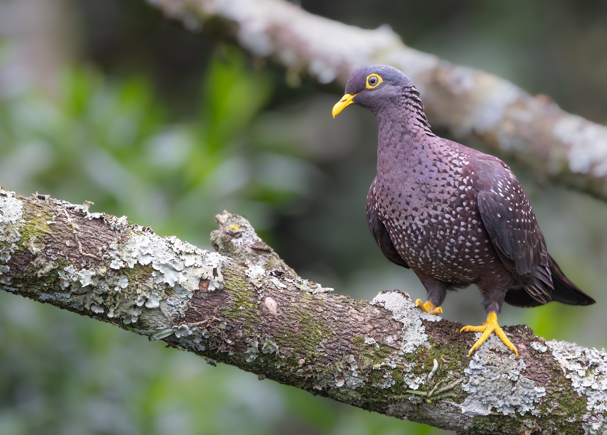 Rameron Pigeon - ML644088339