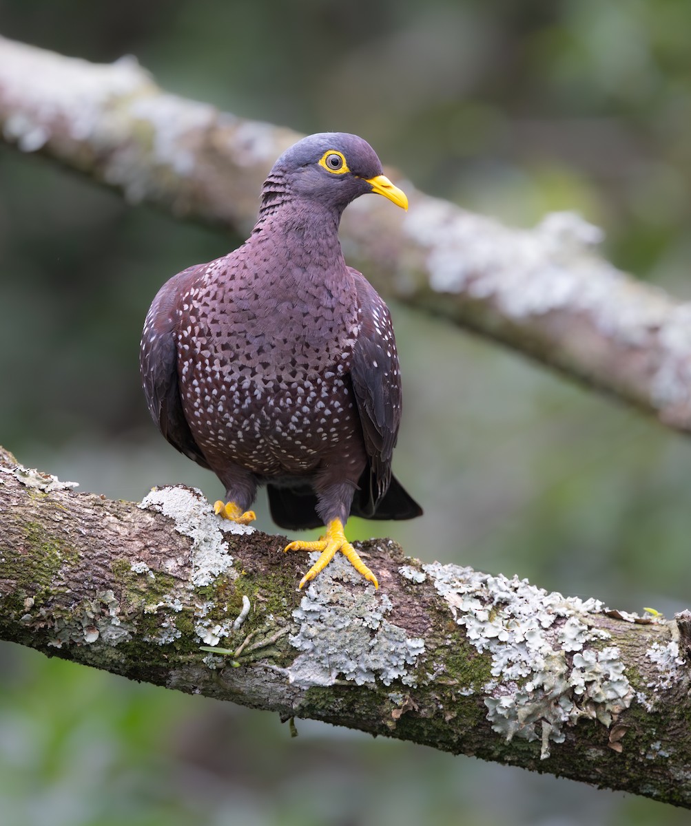 Rameron Pigeon - ML644088340