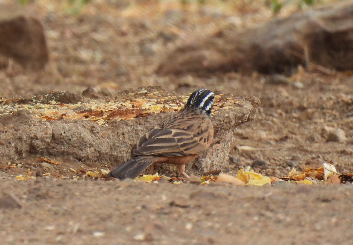 Cinnamon-breasted Bunting - ML644088374
