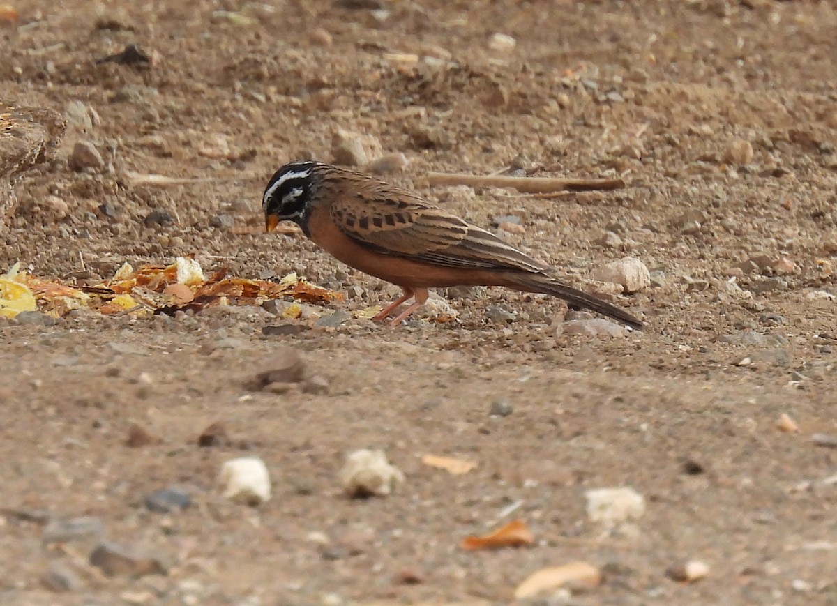 Cinnamon-breasted Bunting - ML644088375