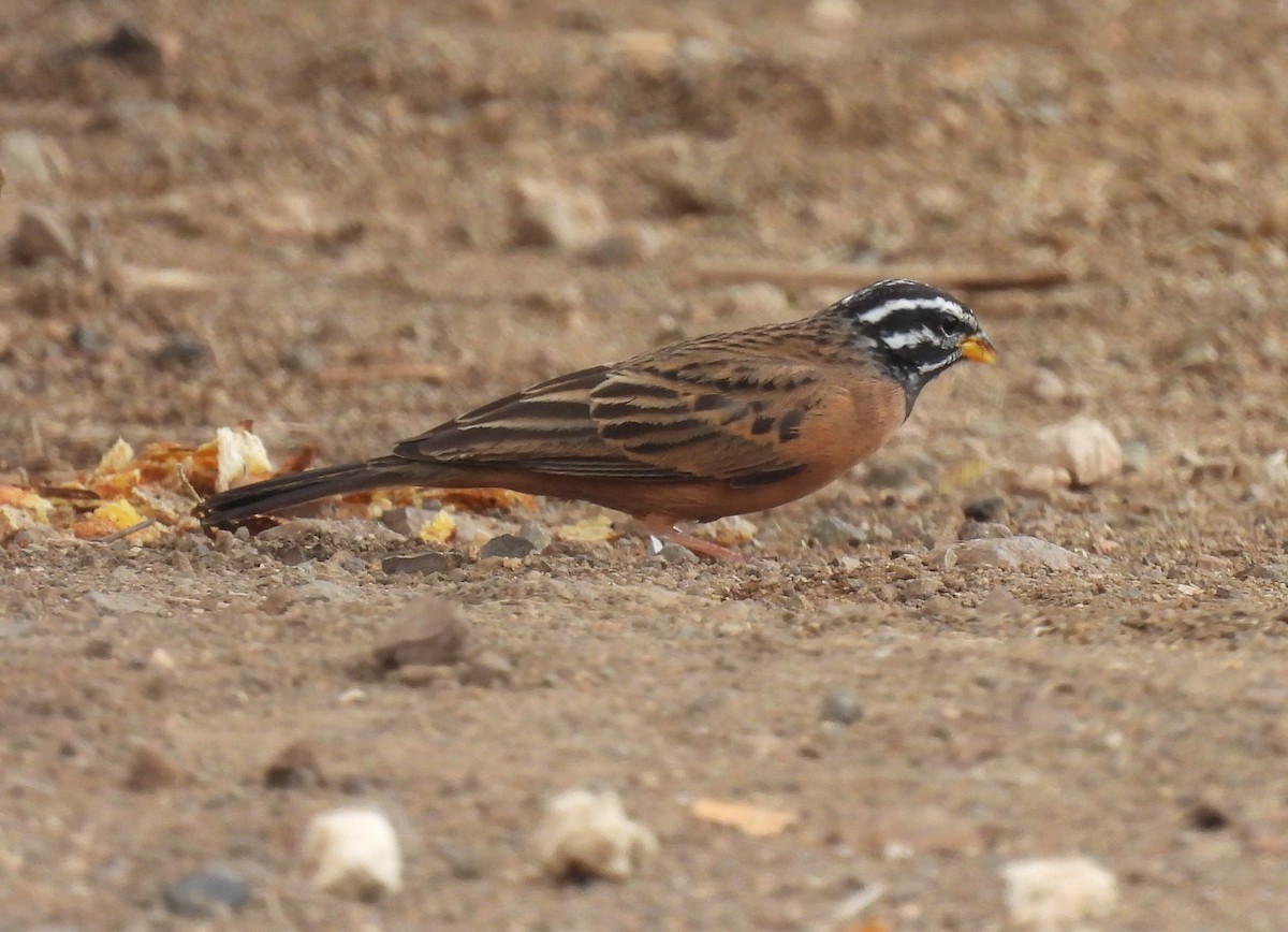 Cinnamon-breasted Bunting - ML644088376