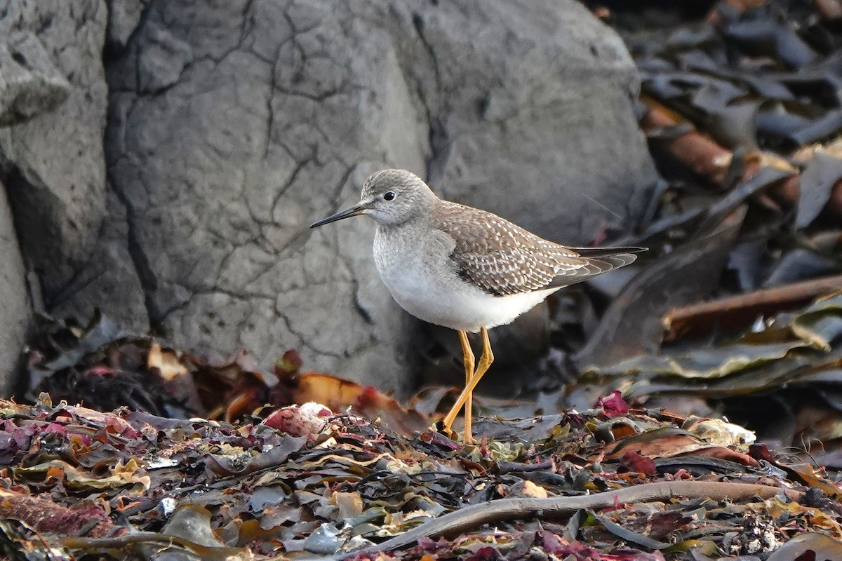 Lesser Yellowlegs - ML644088379
