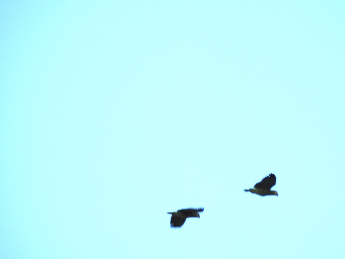 Orange-winged Amazon - ML644088391