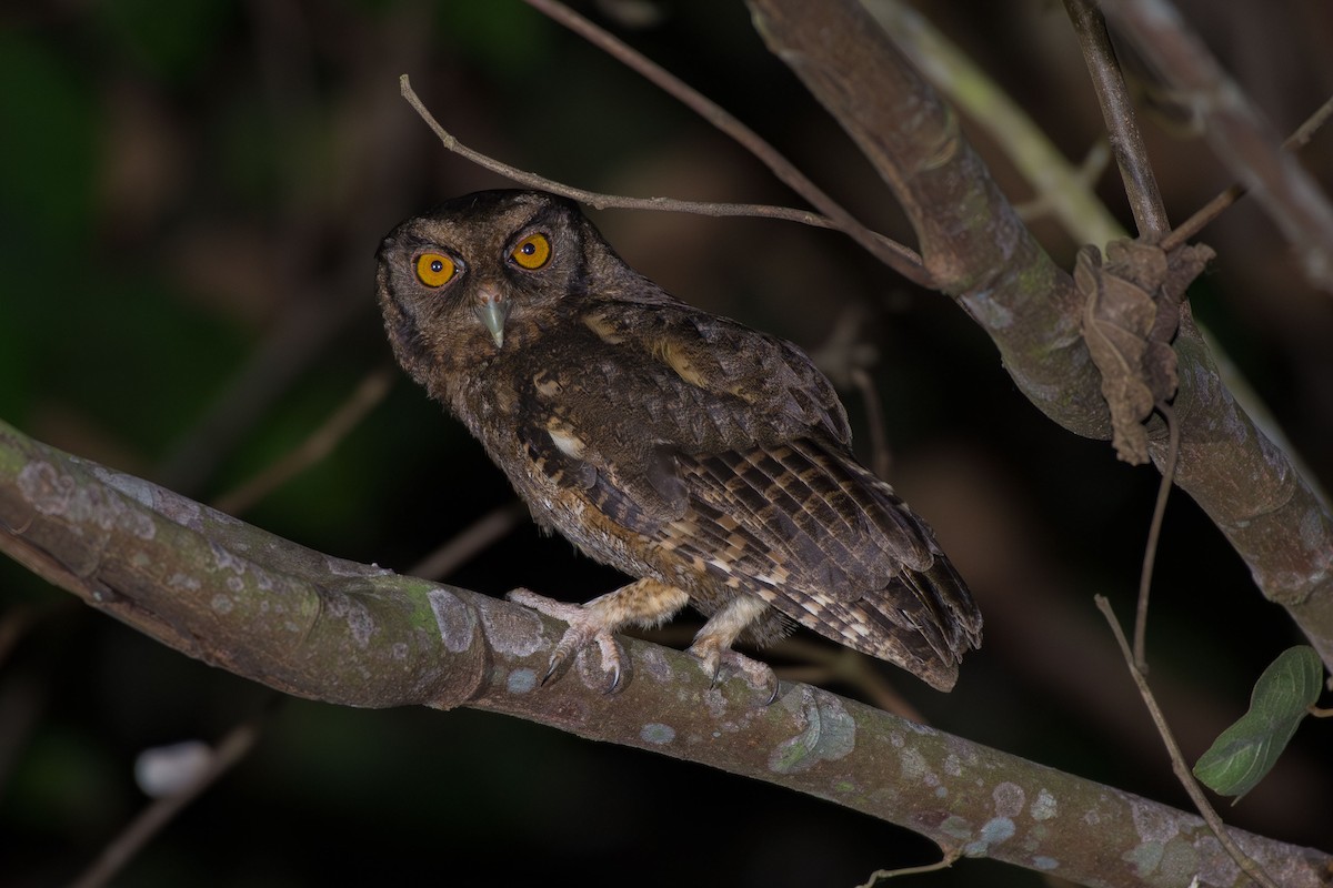 Tawny-bellied Screech-Owl (Southern) - ML644088396