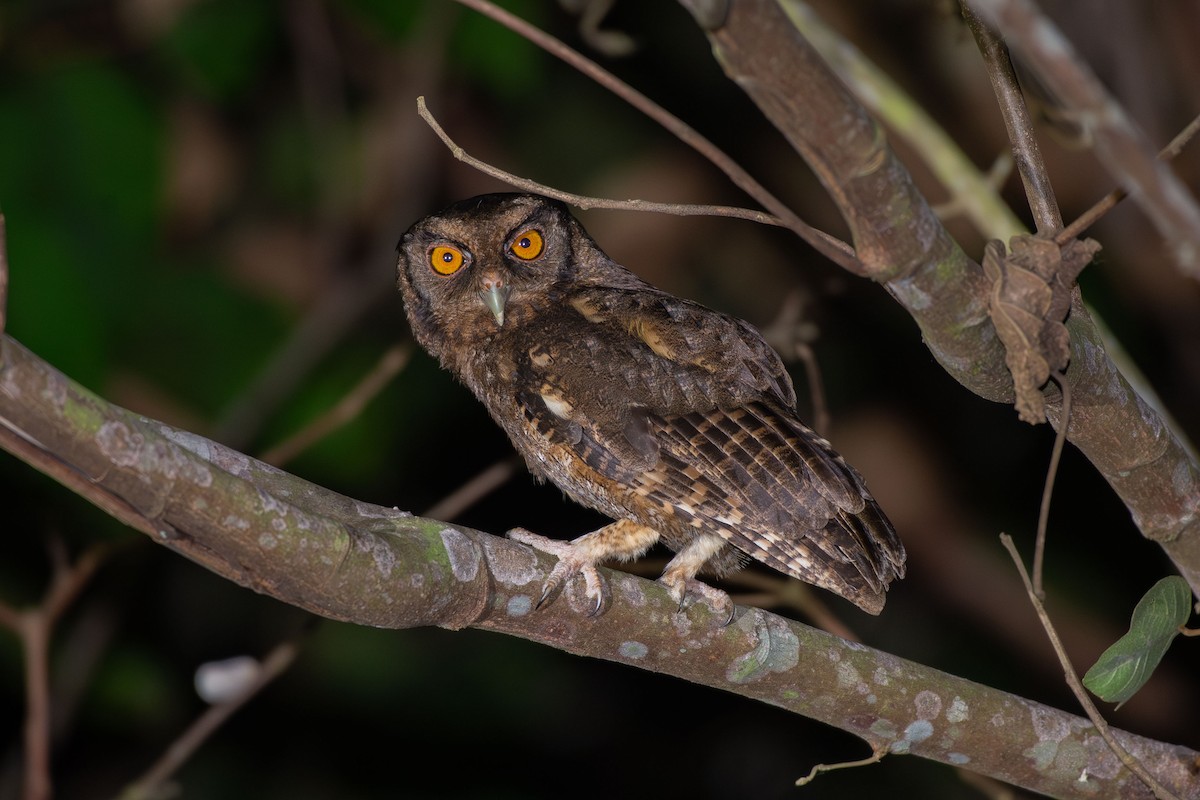 Tawny-bellied Screech-Owl (Southern) - ML644088397