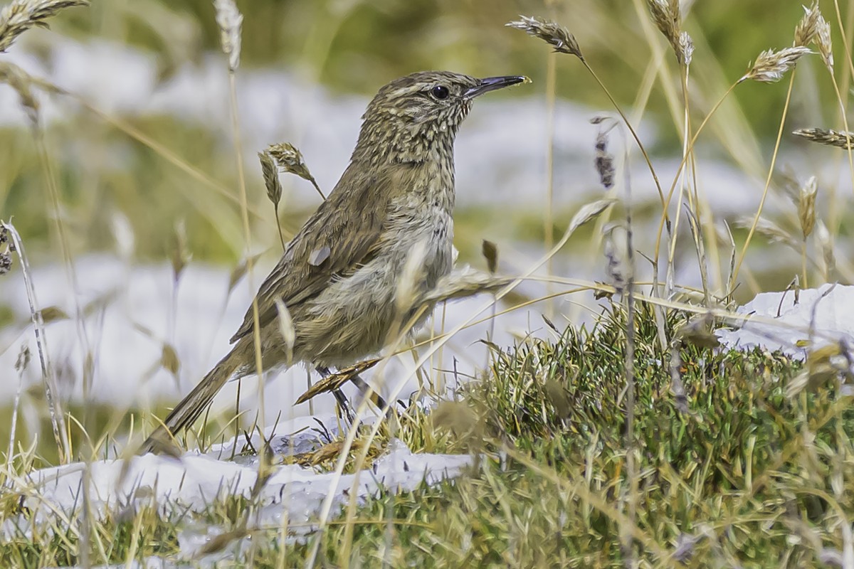 Streak-throated Canastero - ML644088401