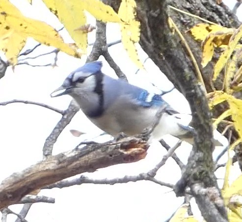 Blue Jay - ML644088402