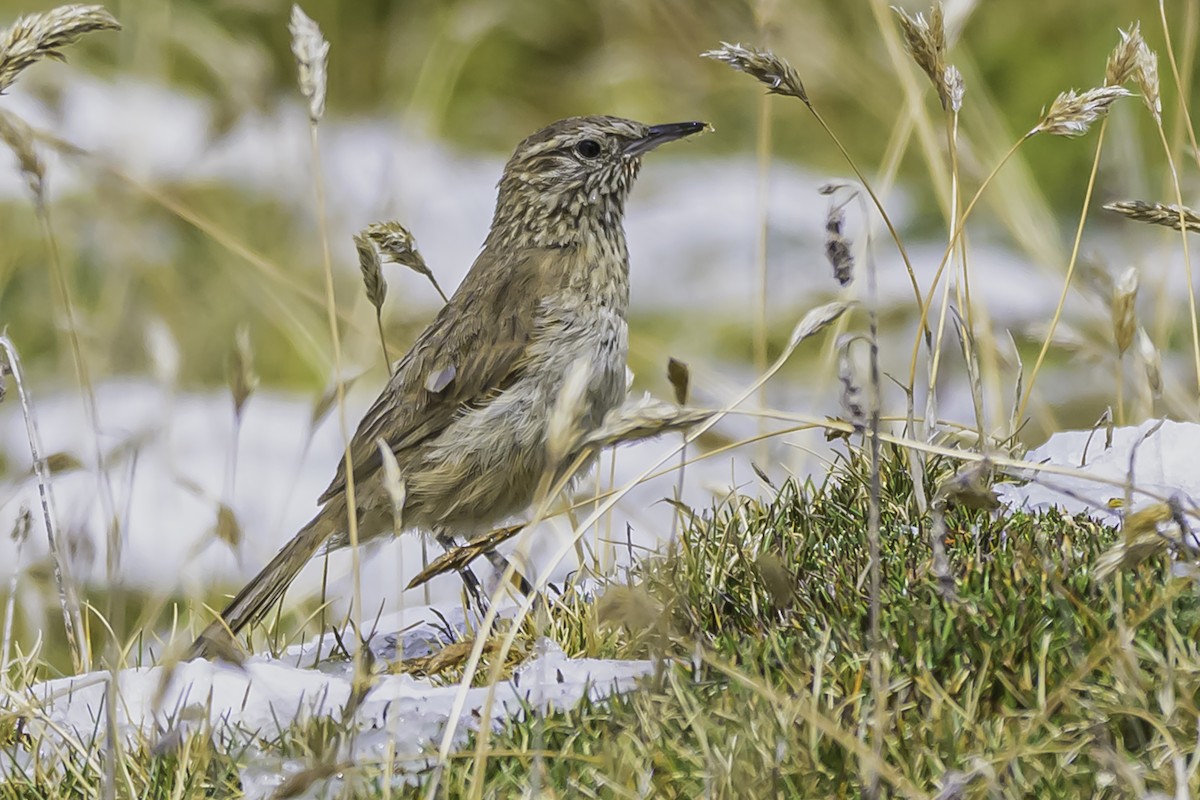 Streak-throated Canastero - ML644088404