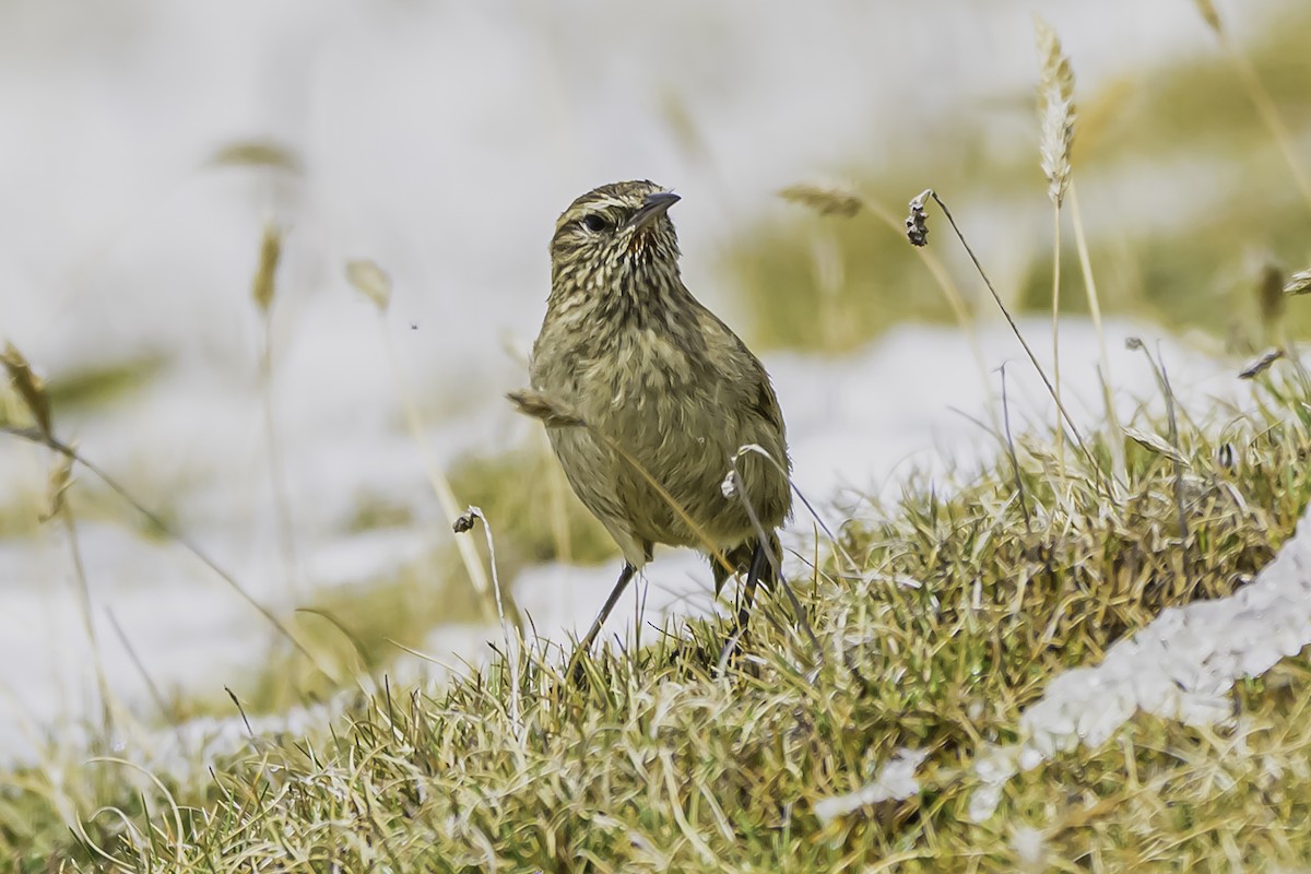 Streak-throated Canastero - ML644088409