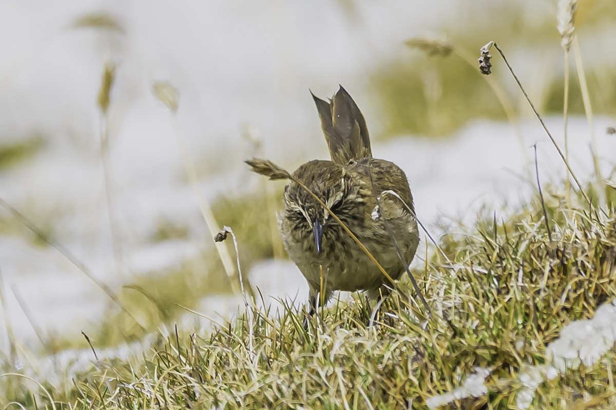 Streak-throated Canastero - ML644088413