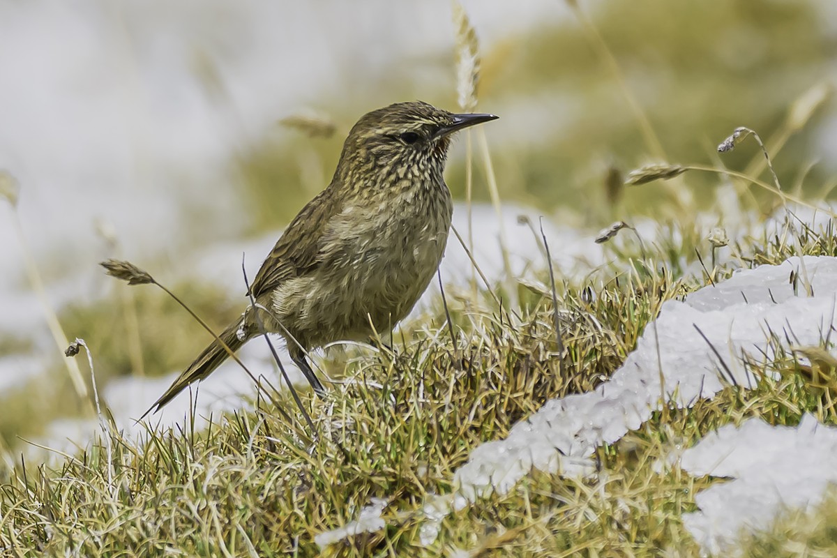 Streak-throated Canastero - ML644088414