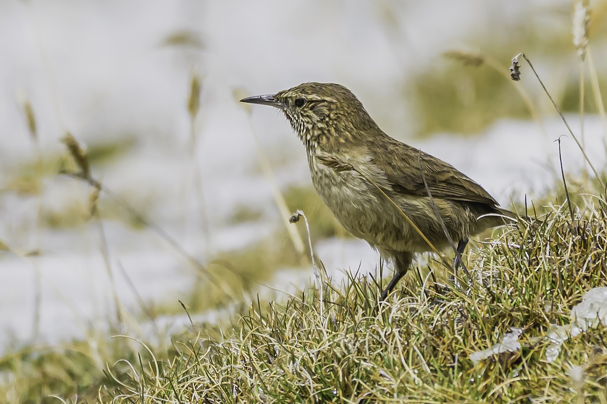 Streak-throated Canastero - ML644088415