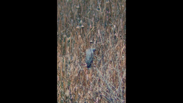 Snail Kite - ML644088419