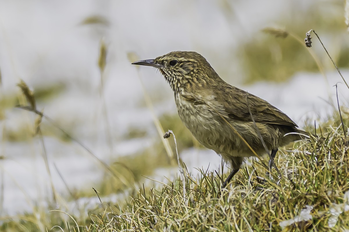 Streak-throated Canastero - ML644088420