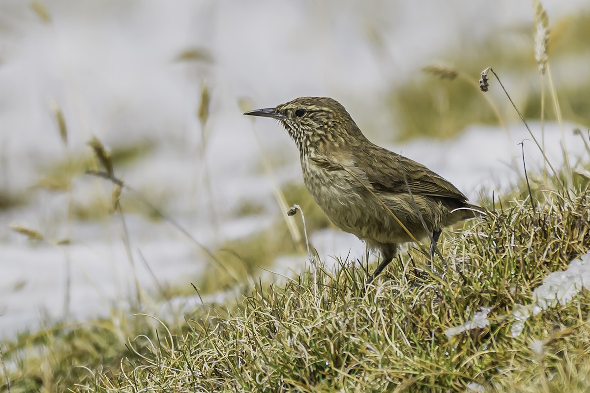 Streak-throated Canastero - ML644088425