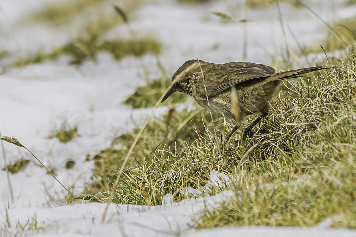 Streak-throated Canastero - ML644088428