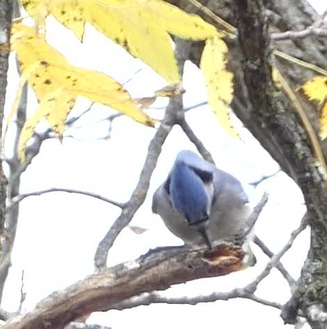 Blue Jay - ML644088438