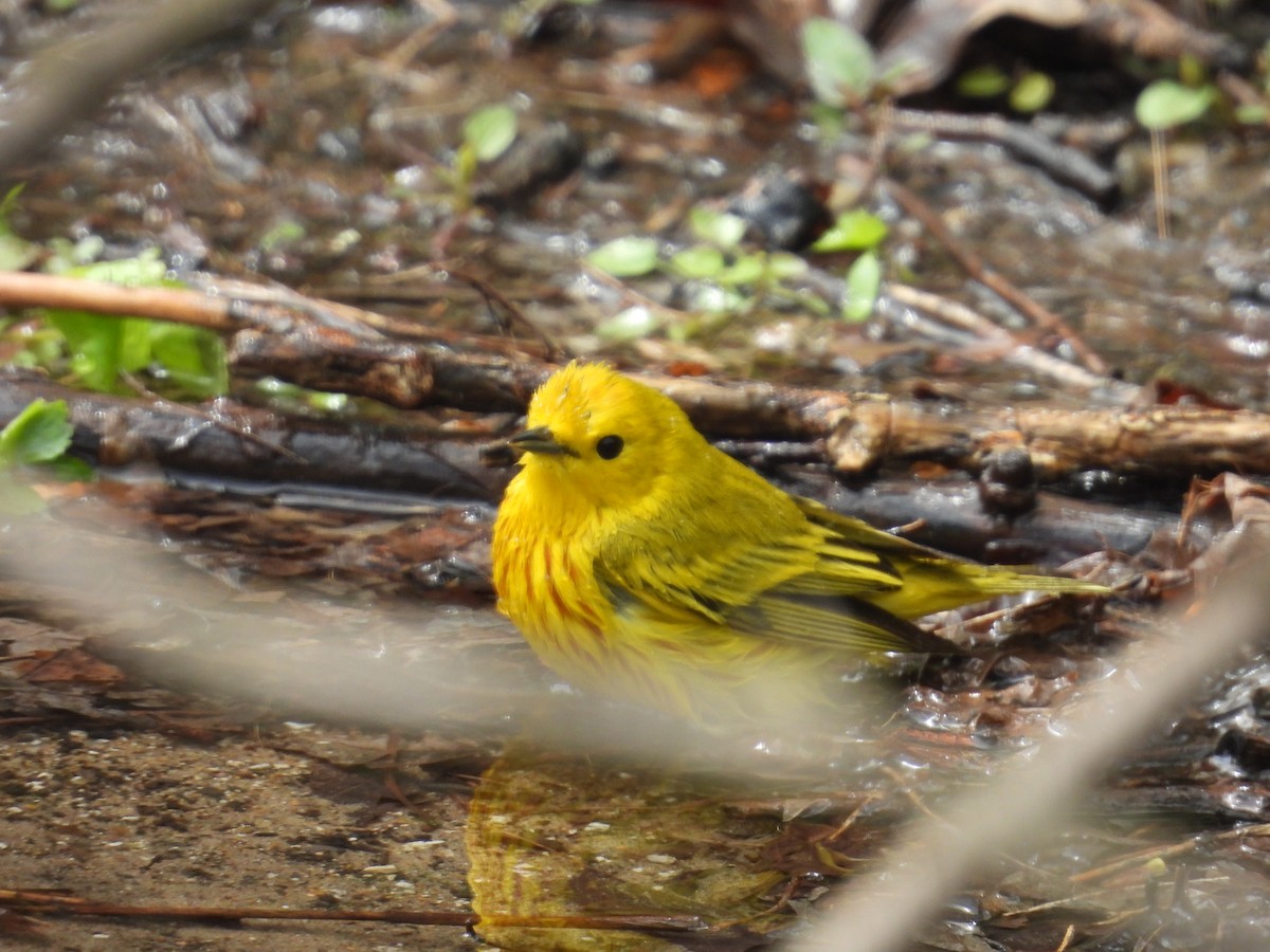 Yellow Warbler (Northern) - ML644088453
