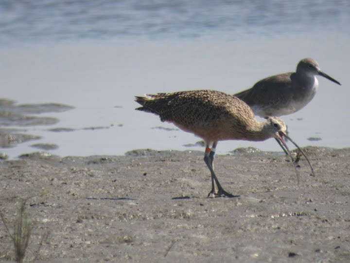 Long-billed Curlew - ML644088469