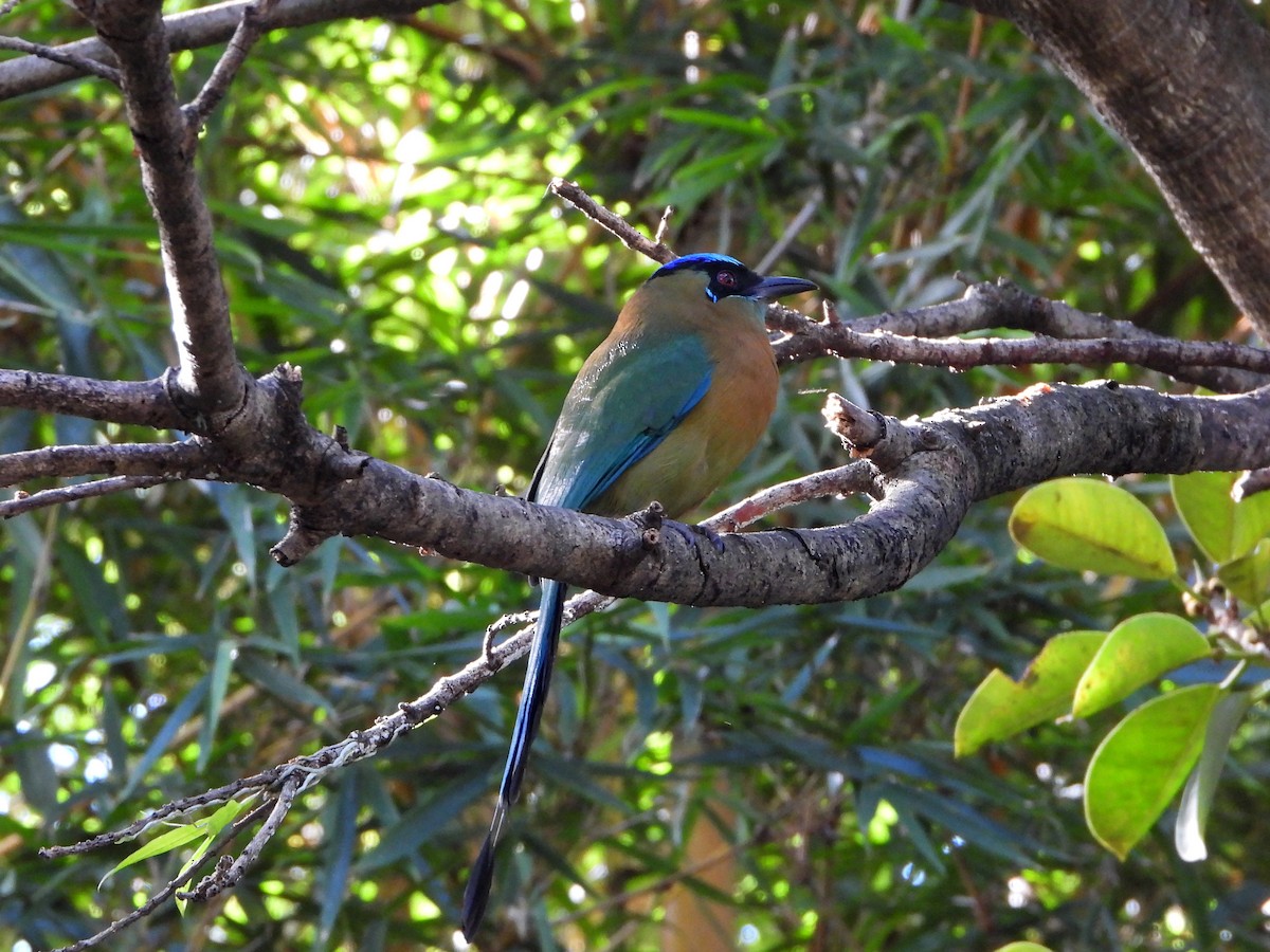 Lesson's Motmot - ML644088473
