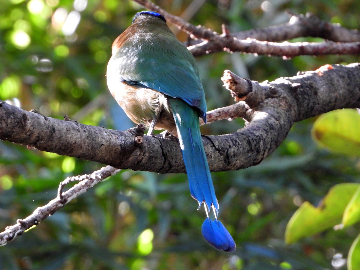 Lesson's Motmot - ML644088474
