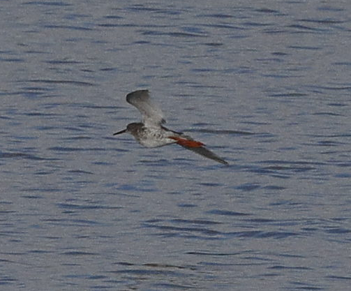 Bernagorri arrunta - ML644088482