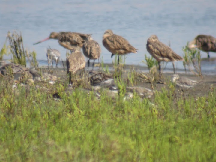 Great Knot x Surfbird (hybrid) - ML644088485