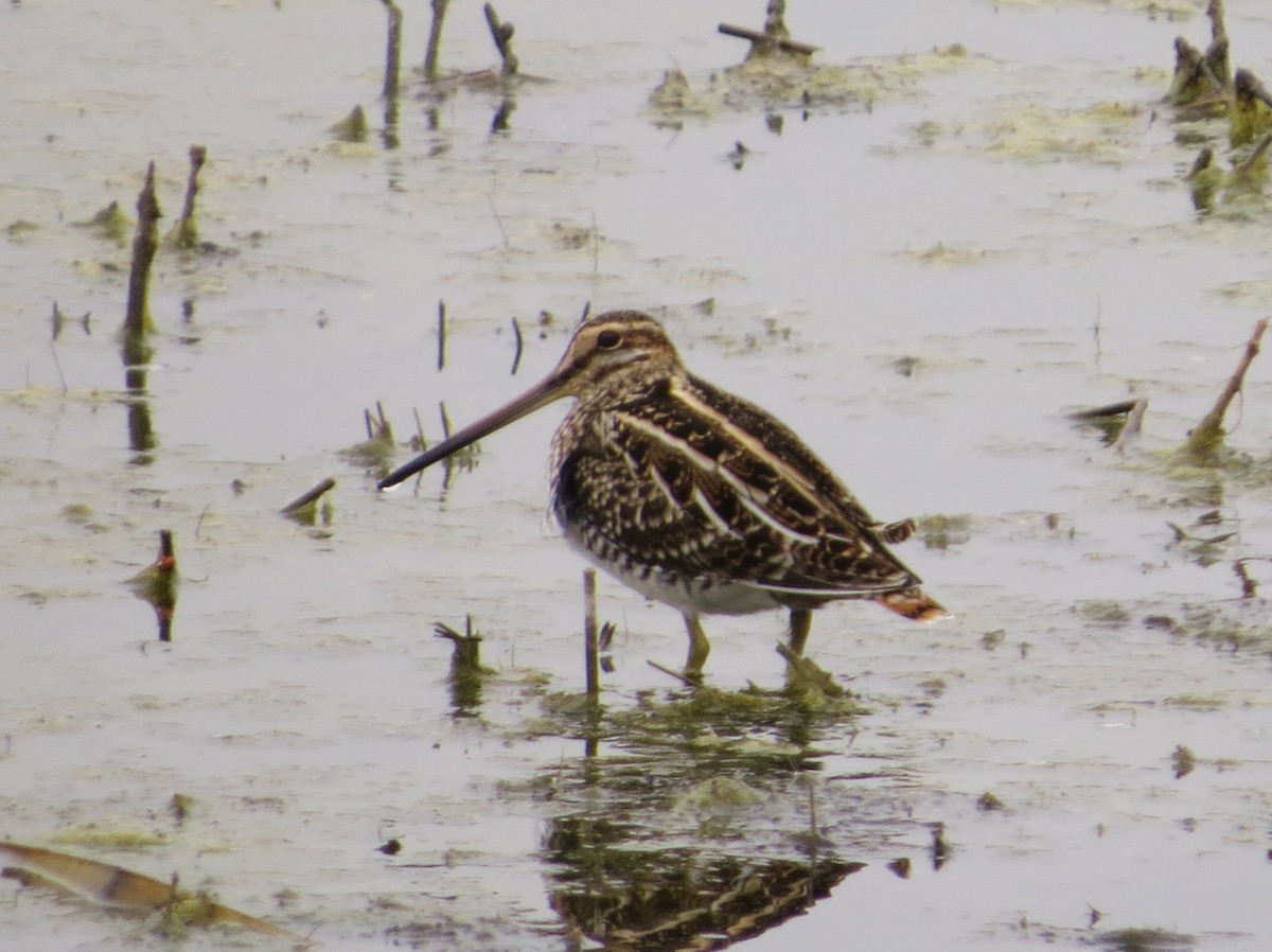 Wilson's Snipe - ML644088522