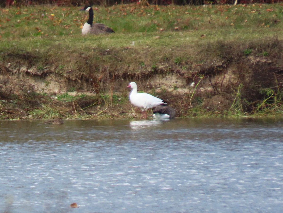 Snow Goose - ML644088532