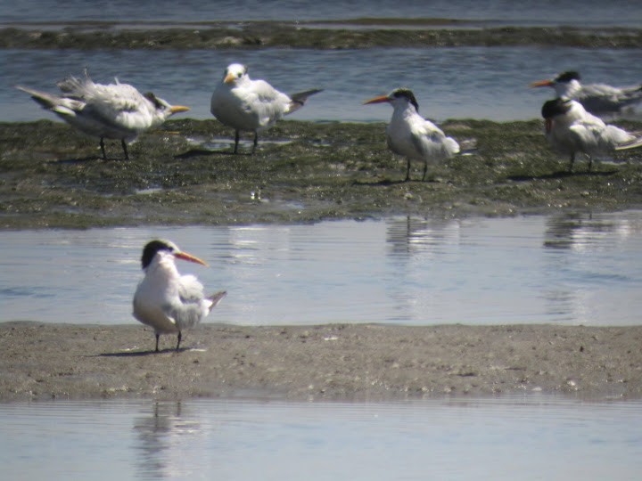 Elegant Tern - ML644088534