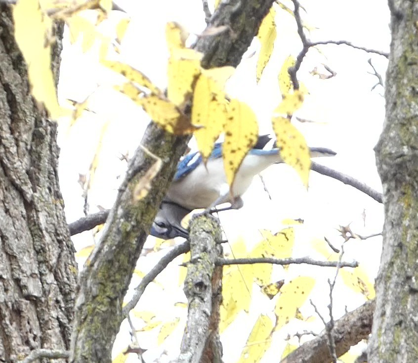 Blue Jay - ML644088558