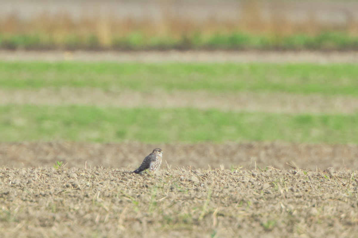 Merlin - ML644088561