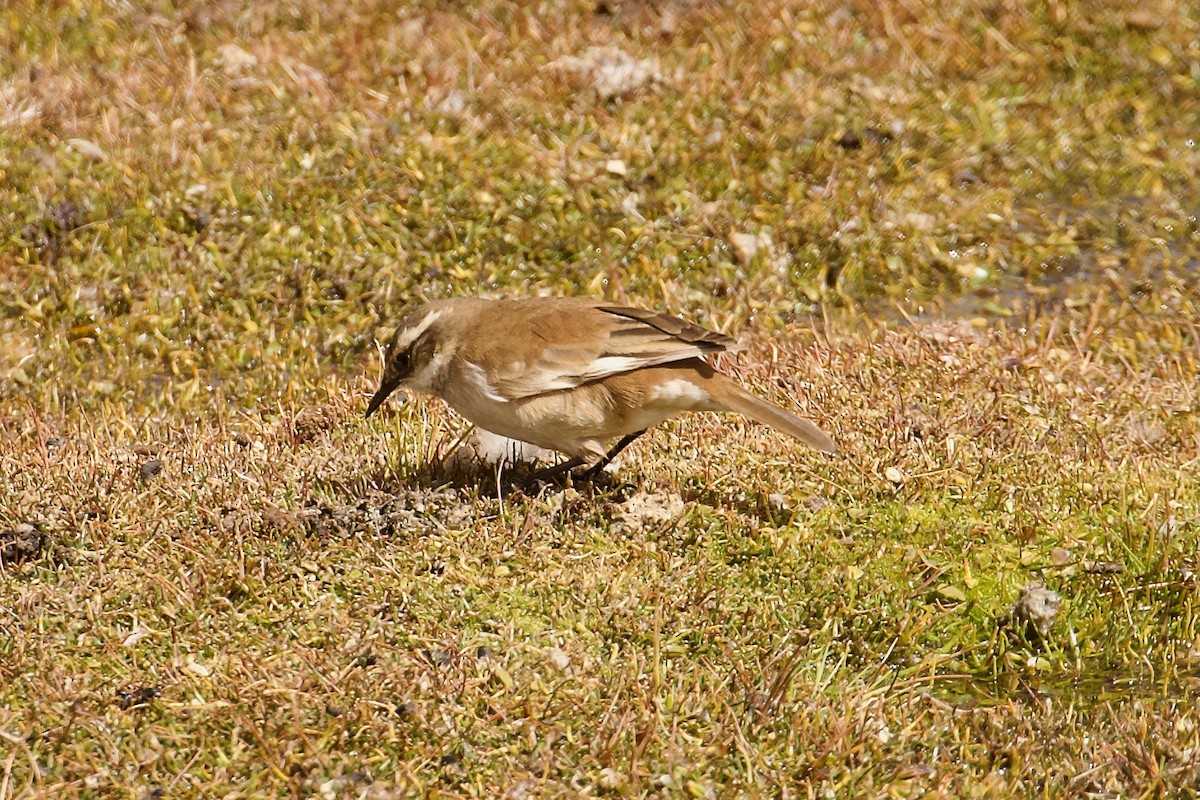 Cream-winged Cinclodes - ML644088563