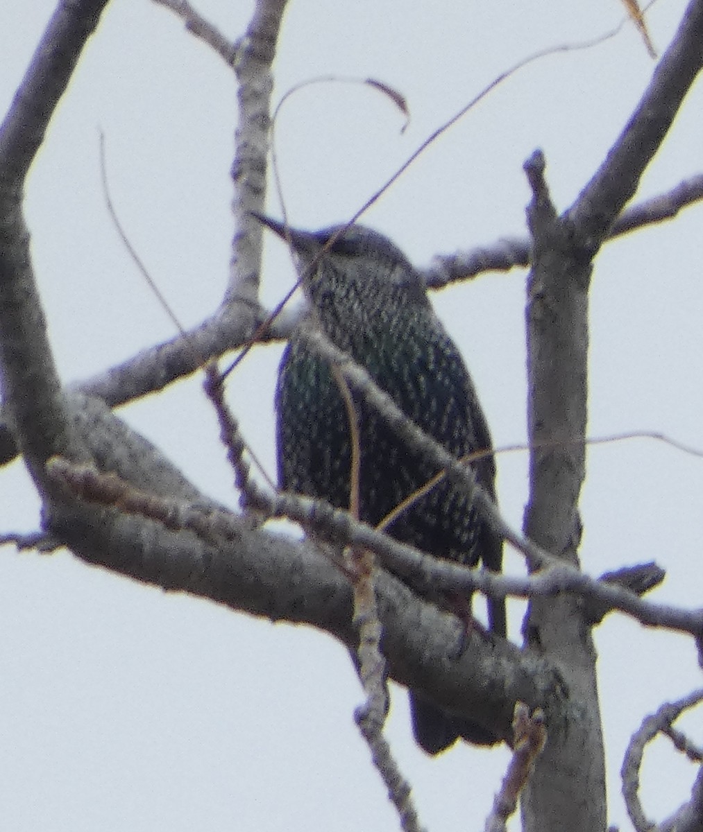 špaček obecný - ML644088582