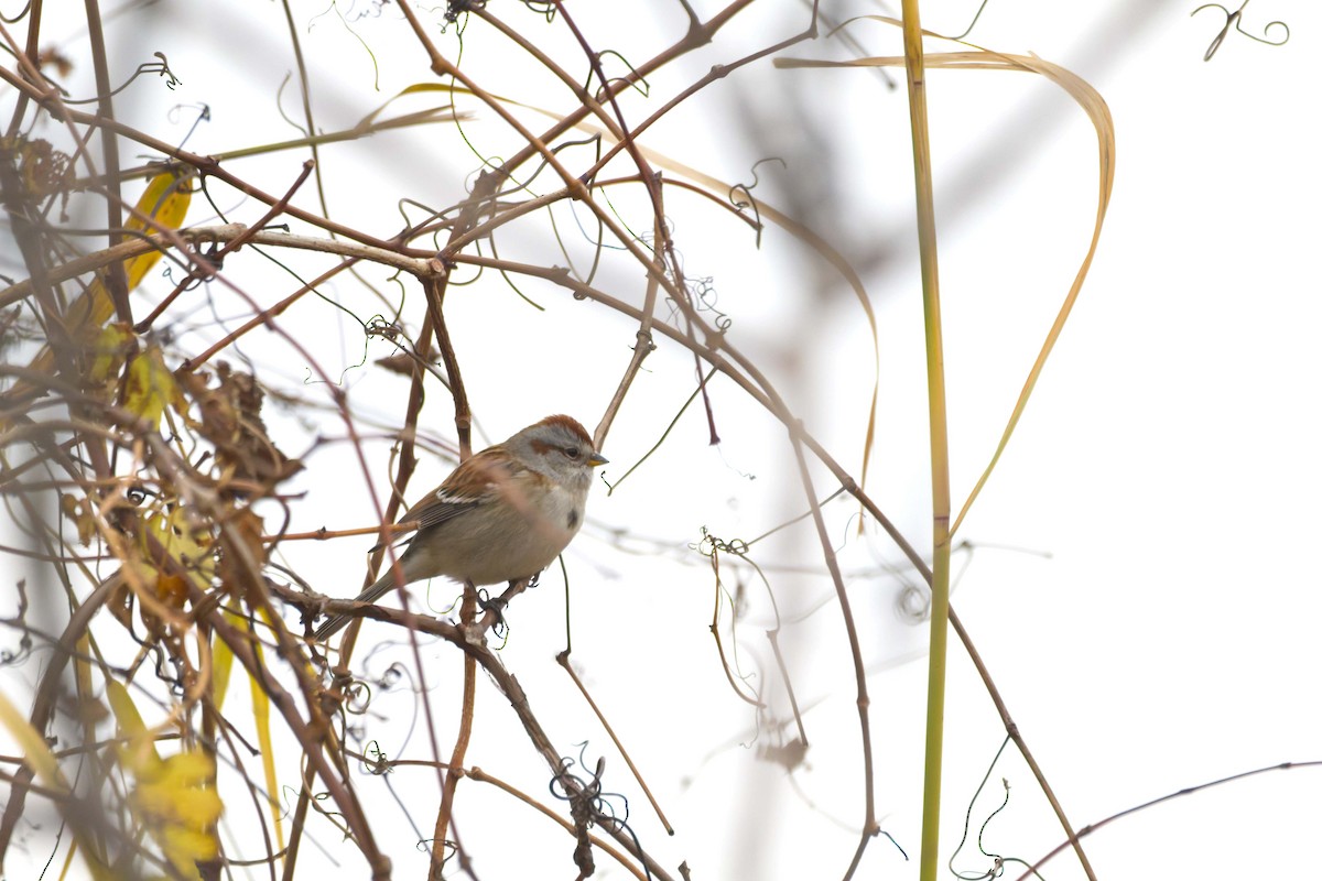 American Tree Sparrow - ML644088592