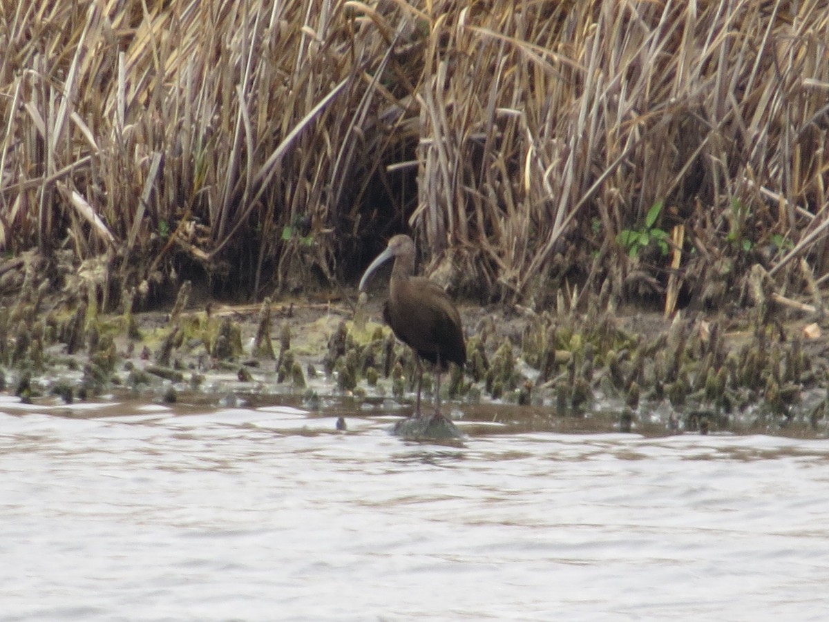 White-faced Ibis - ML644088598