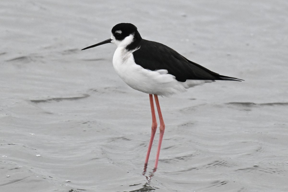 Black-necked Stilt - ML644088618
