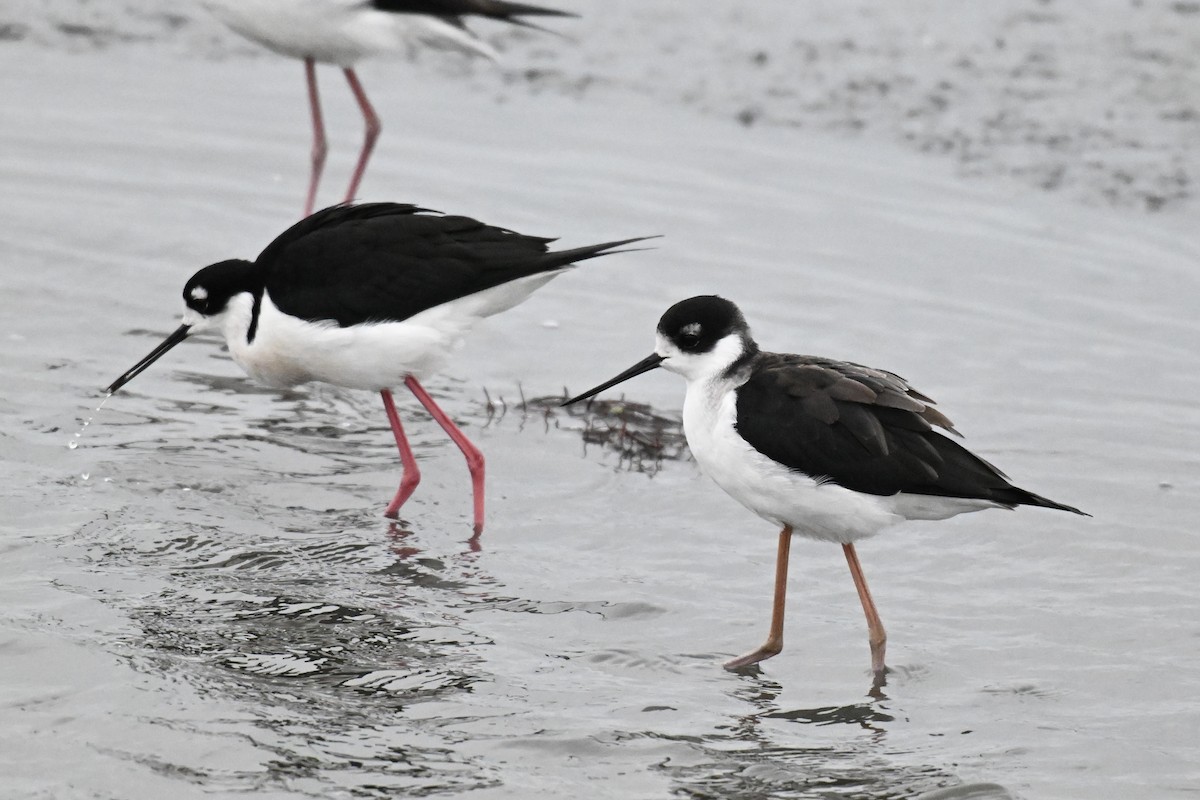 Black-necked Stilt - ML644088629