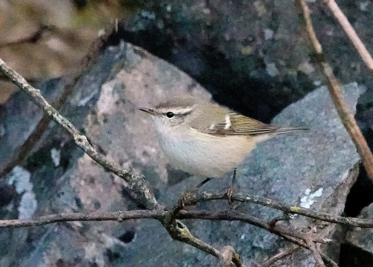 バフマユムシクイ - ML644088637