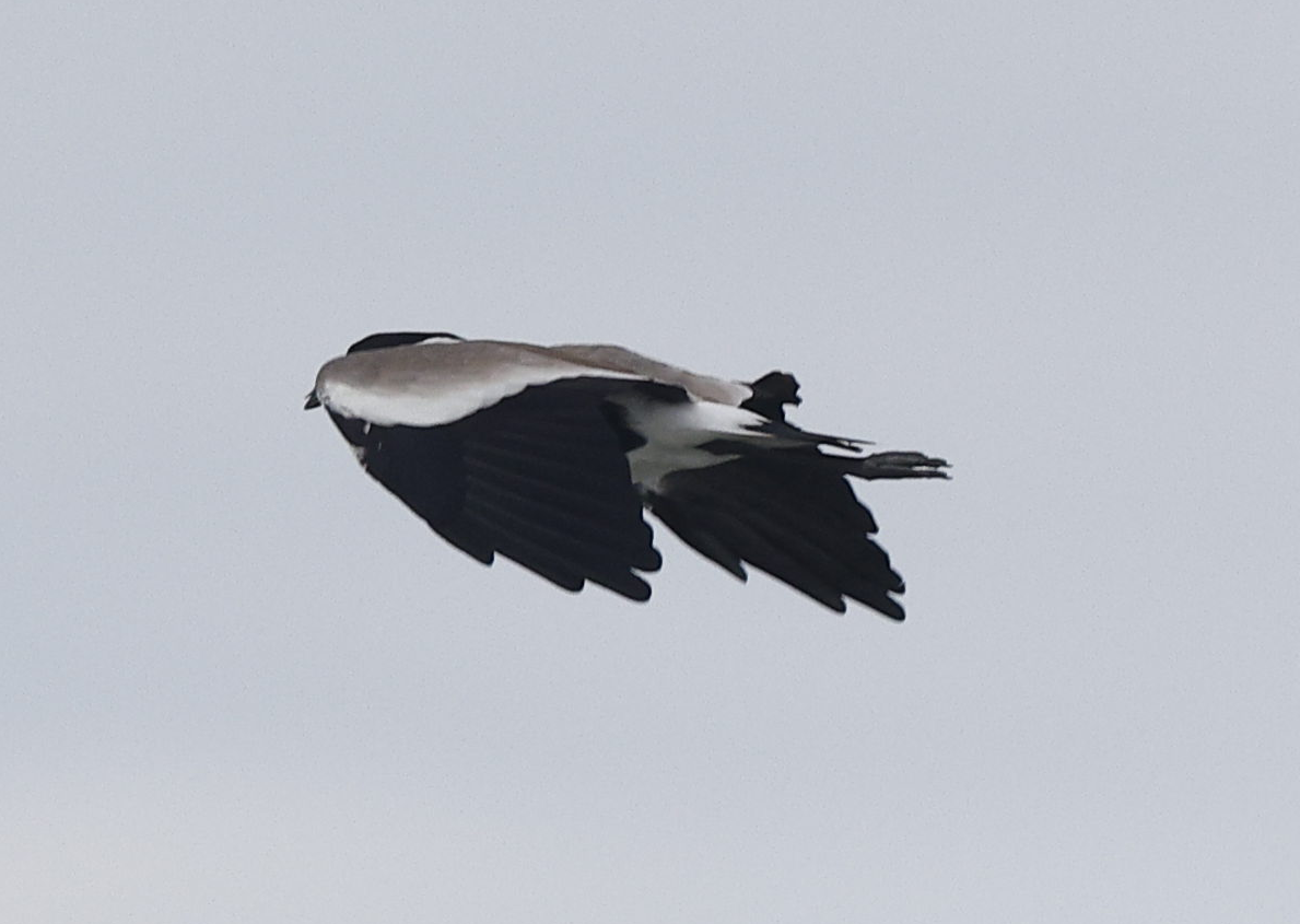 Spur-winged Lapwing - ML644088647