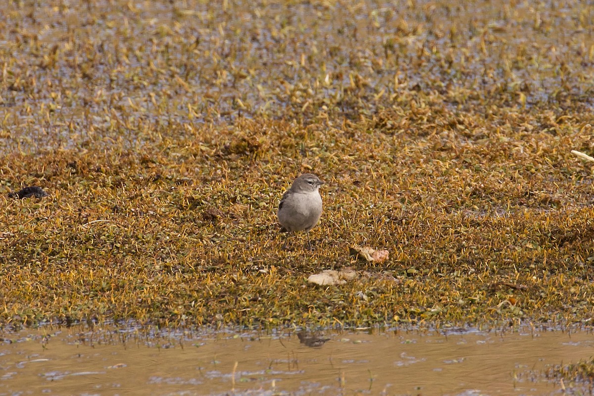 Ash-breasted Sierra Finch - ML644088657